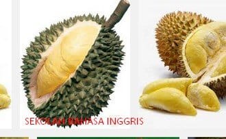 Contoh Report Text About Durian Terlengkap Artinya